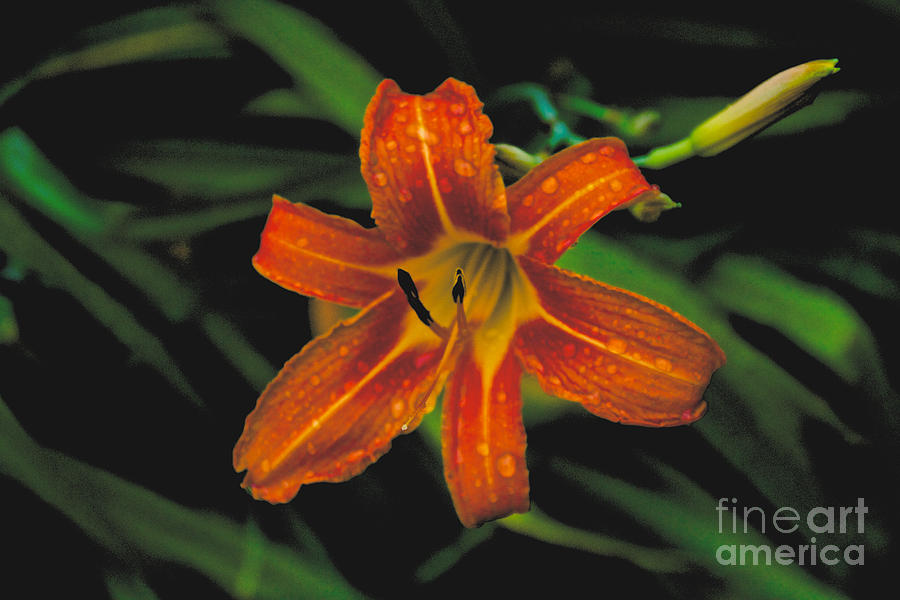 Day Lilly Photograph by William Norton