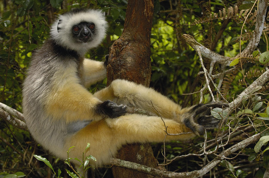 Diademed Sifaka Madagascar #6 Photograph by Pete Oxford