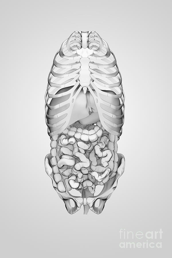 Digestive System And Bones #6 Photograph by Science Picture Co