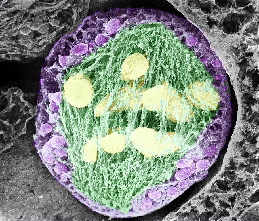 Nature Photograph - Dividing Pollen Cell #6 by Professor T. Naguro
