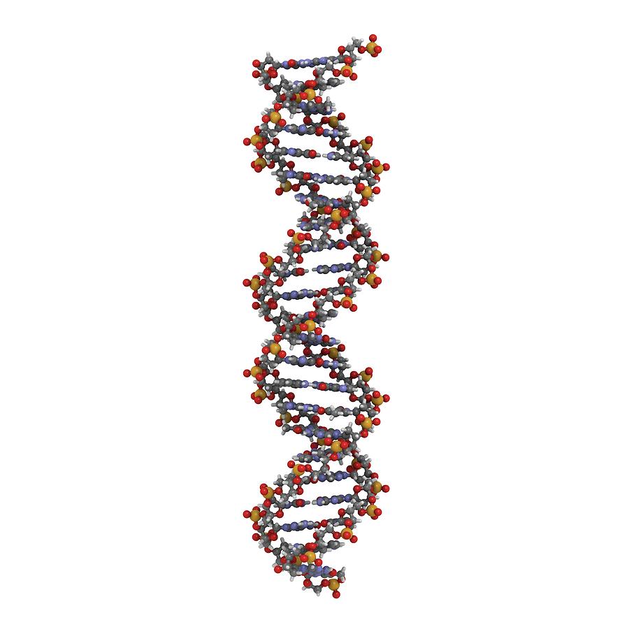 Sssr dna. Коса молекула ДНК. 45 ДНК. 123386 DNA. Levänluhta DNA.