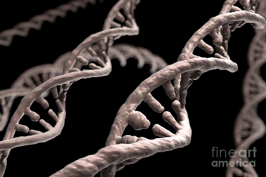 Dna Strands #6 Photograph by Science Picture Co
