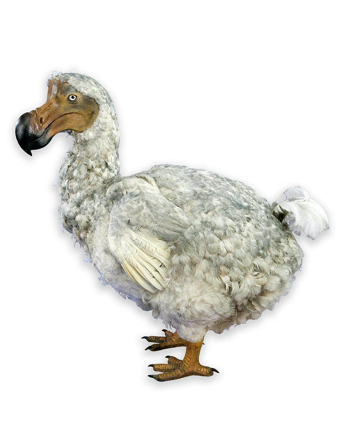 Dodo Model #6 Photograph by Natural History Museum, London/science Photo Library