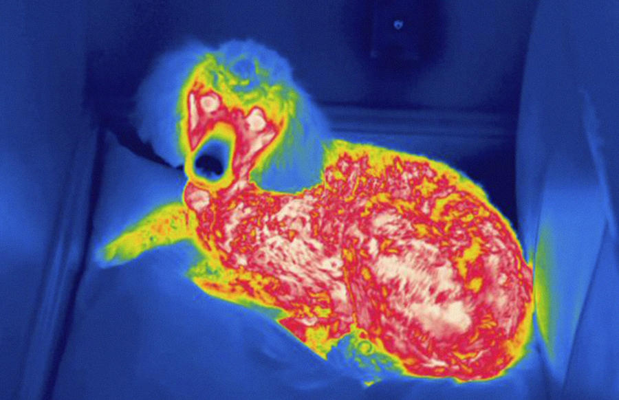 Dog, Thermogram #6 Photograph by Science Stock Photography