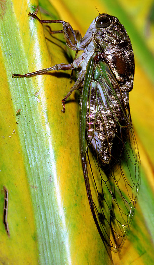 Dogday Harvestfly Cicada #6 Photograph by Millard H. Sharp