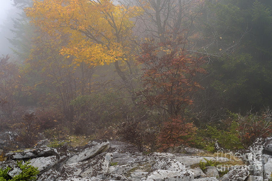 Fall Photograph - Dolly Sods Wilderness #6 by Thomas R Fletcher