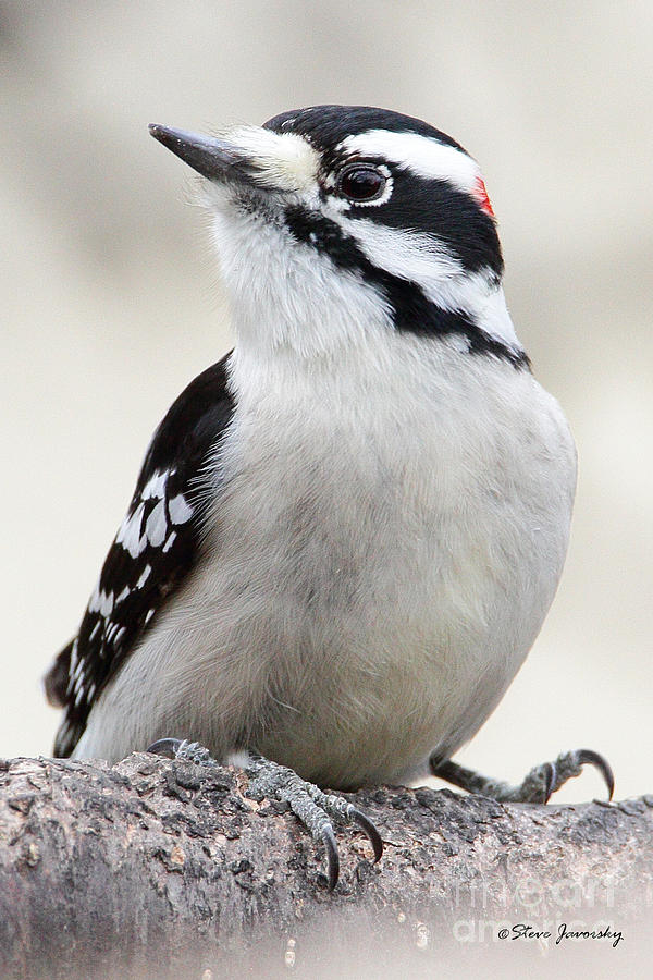 Downy Woodpecker #6 Photograph by Steve Javorsky