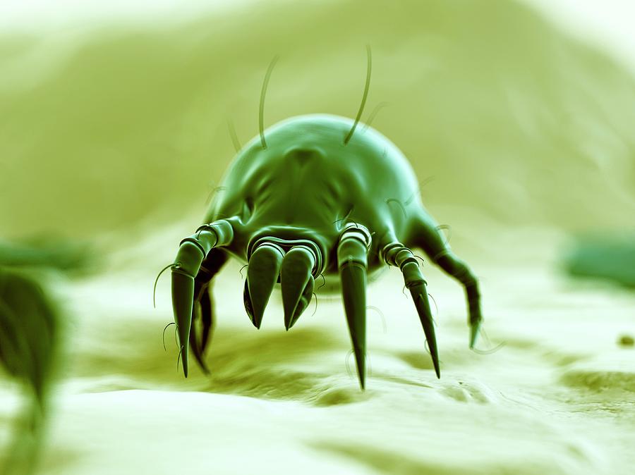 Dust Mite #6 Photograph by Sebastian Kaulitzki