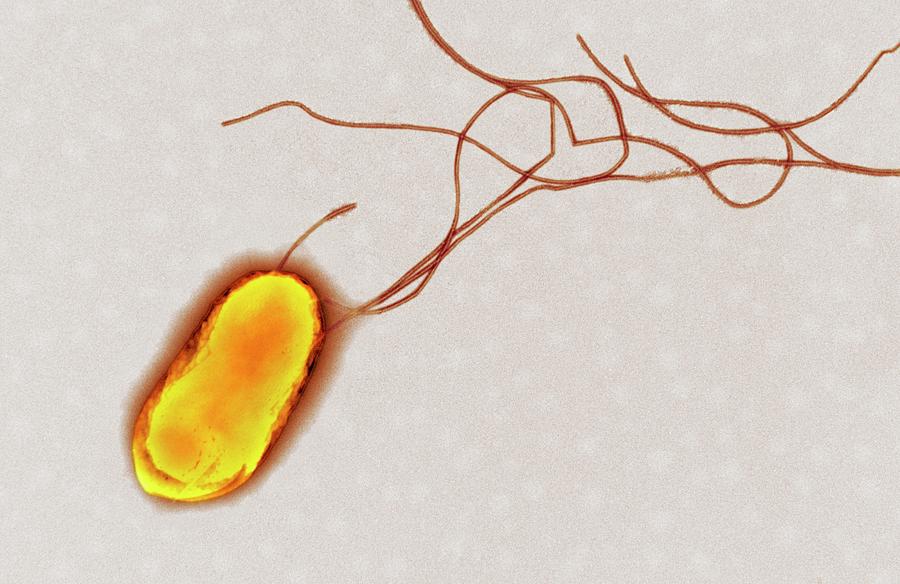 Escherichia Coli Photograph - E. Coli Bacterium #6 by Centre For Infections/public Health England/science Photo Library
