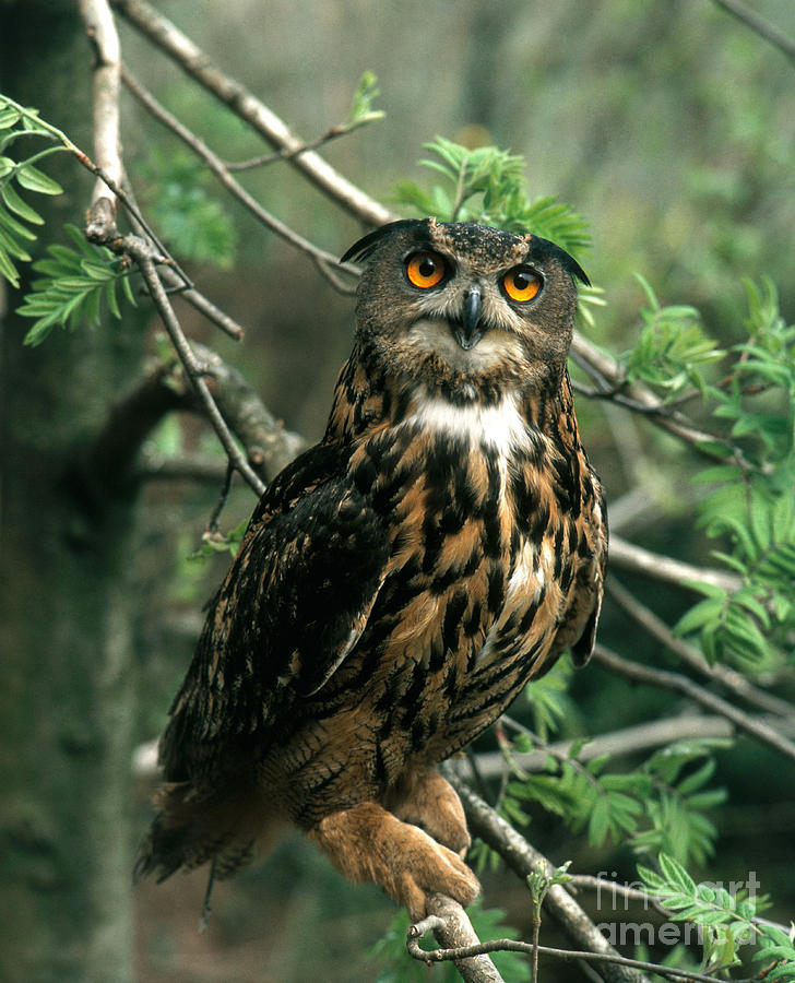 Eagle Owl #6 Photograph by Hans Reinhard