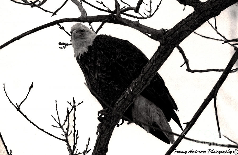 Eagles Along The Mississippi Photograph