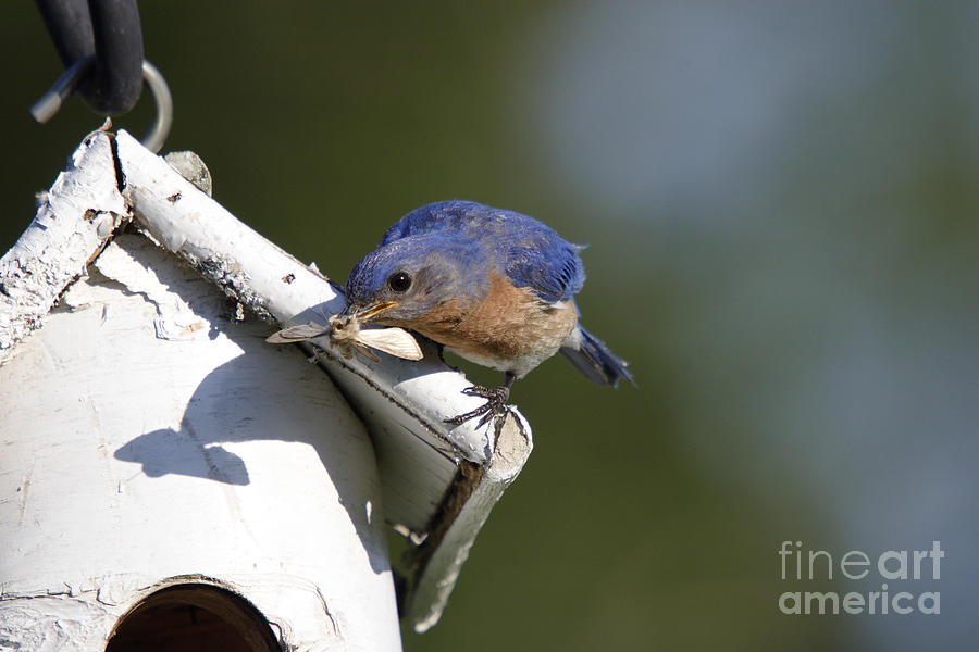 Eastern Bluebird #6 Photograph by Linda Freshwaters Arndt