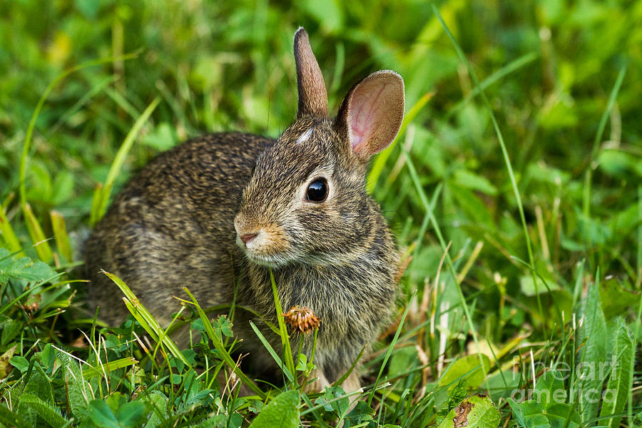 Eastern Cottontail #5 Photograph by Linda Freshwaters Arndt