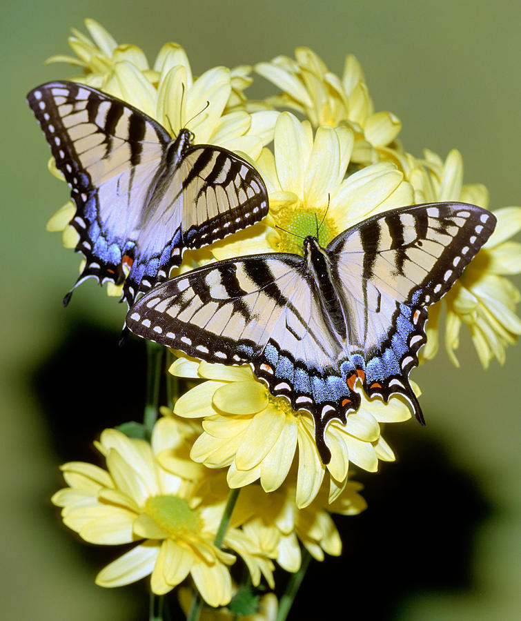Eastern Tiger Swallowtail Butterflies #6 Photograph by Millard H. Sharp