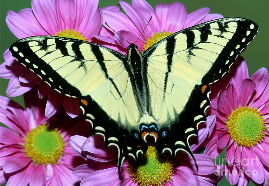 Eastern Tiger Swallowtail Butterfly #6 Photograph by Millard H. Sharp