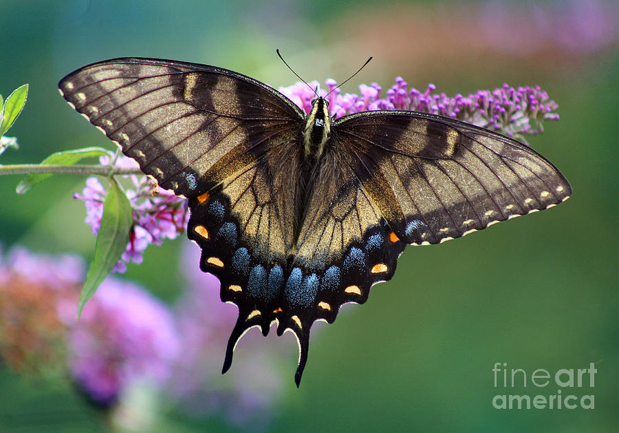 Eastern Tiger Swallowtail Butterfly on Butterfly Bush #2 Photograph by Karen Adams