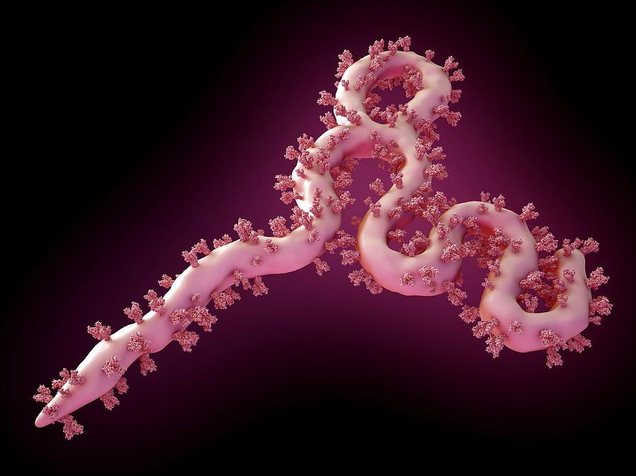 Ebola Virus Particle #6 Photograph by Maurizio De Angelis