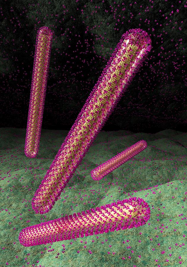 Ebola Photograph - Ebola Virus Particles #6 by Russell Kightley
