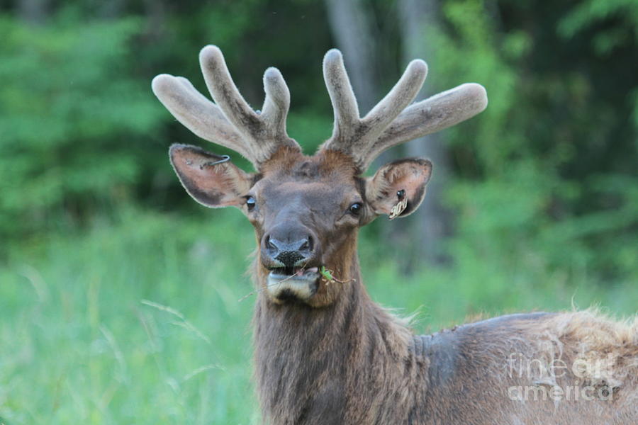 Elk Photograph by Dwight Cook