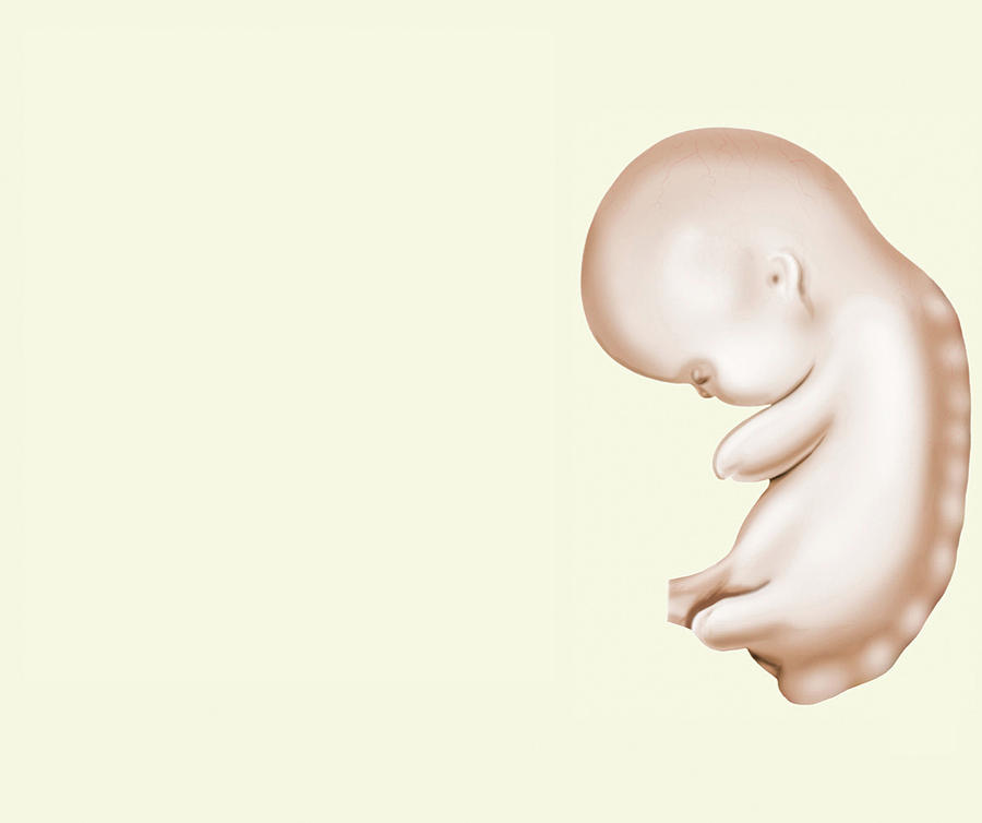 Anatomy Photograph - Embryo #6 by Asklepios Medical Atlas
