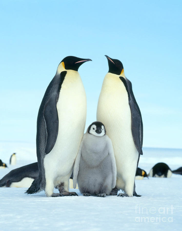 Emperor Penguin Aptenodytes Forsteri #6 Photograph by Hans Reinhard