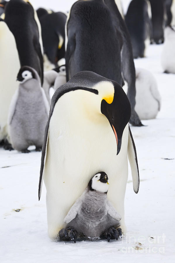 Emperor Penguins With Chick On Feet #6 Photograph by Greg Dimijian