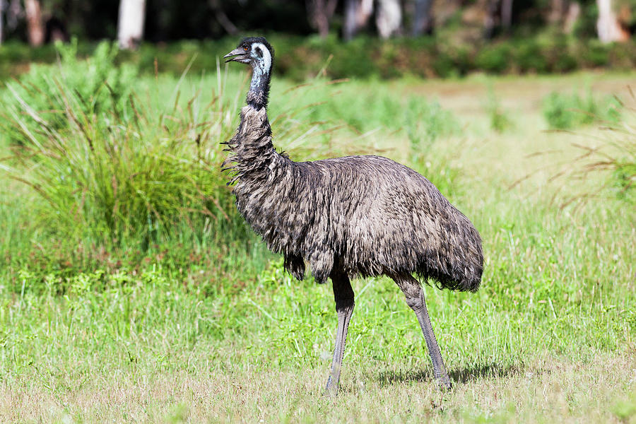 Emu (dromaius Novaehollandiae Photograph by Martin Zwick - Pixels