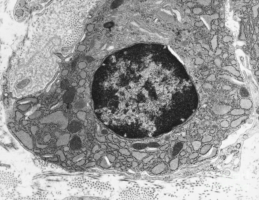 Endoplasmic Reticulum Tem Photograph By David M. Phillips