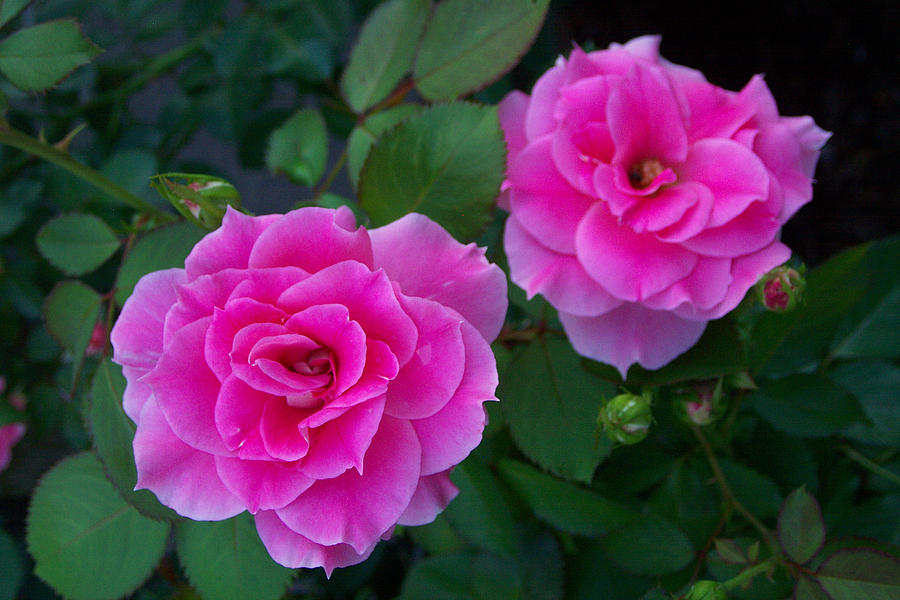 English Rose #6 Photograph by Bonnie Sue Rauch