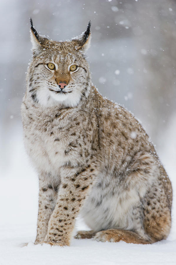 Eurasian Lynx In Winter, Norway Photograph by Roger Eritja