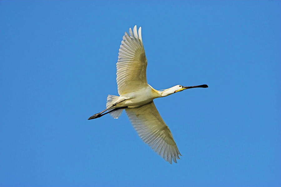 Eurasian Spoonbill Or Common Spoonbill Photograph by Martin Zwick - Pixels