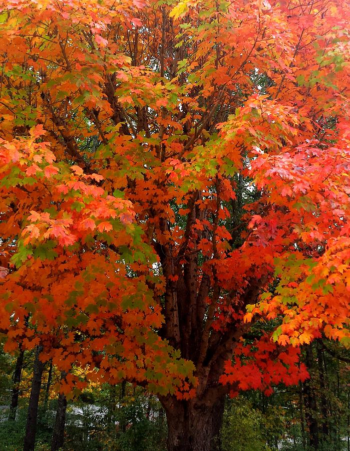 Fall Explosion of Color #6 Photograph by Kenny Glover