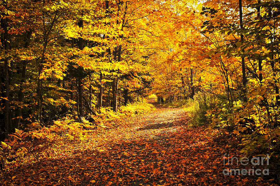 Fall Photograph - Fall forest by Elena Elisseeva