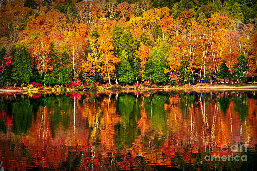 Fall Photograph - Fall forest reflections by Elena Elisseeva