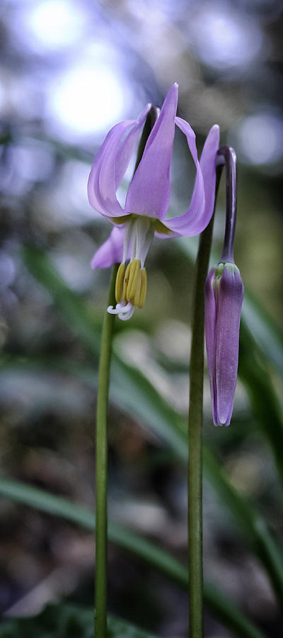 Fawn Lily Photograph by Betty Depee