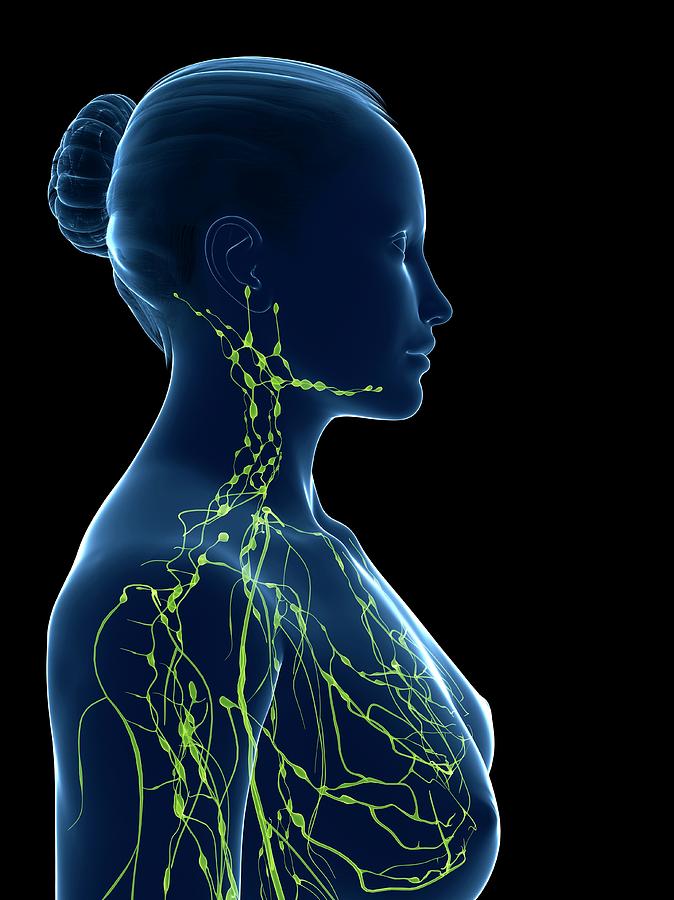 Female Lymphatic System Photograph by Sciepro/science Photo Library ...