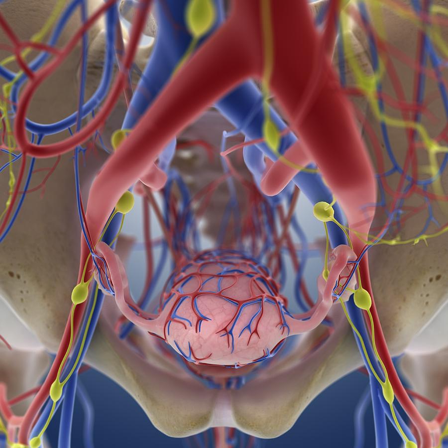 Female Reproductive System Infographic