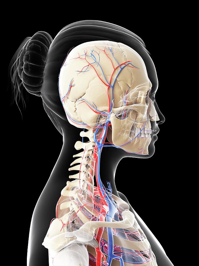 Female Vascular System Photograph by Sciepro/science Photo Library