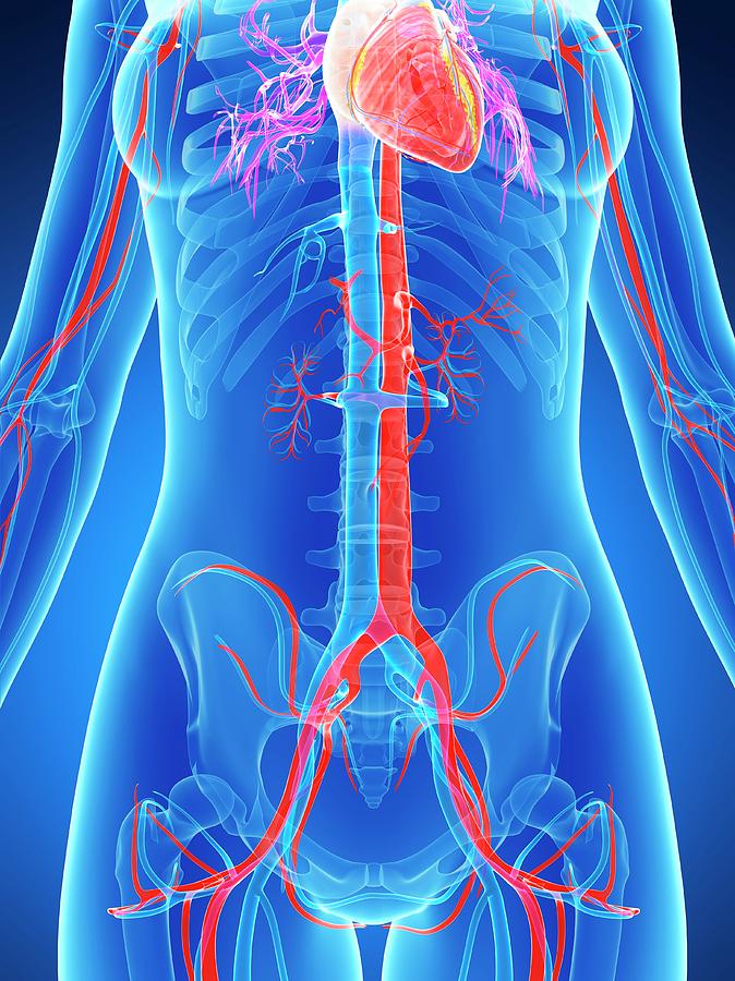 Illustration Photograph - Female Vascular System #6 by Sebastian Kaulitzki