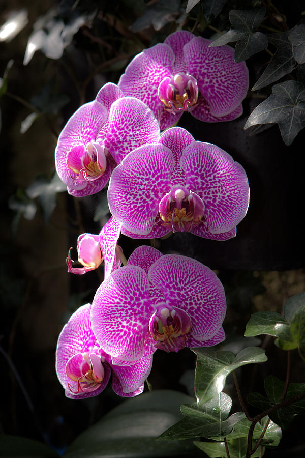 Orchid Photograph - First Light #6 by Paul Slebodnick