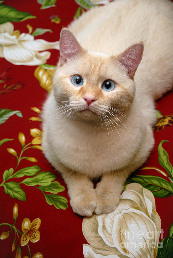 Flame Point Siamese Cat #6 Photograph by Amy Cicconi