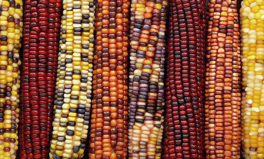 Flint Corn Photograph By Science Photo Library Fine Art America