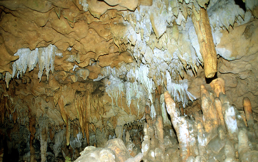 Florida Caverns State Park #6 Photograph by Millard H. Sharp