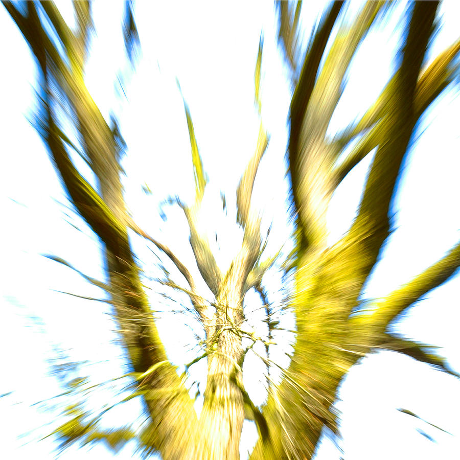 Abstract Photograph - Flower and Tree Art Photography Series #6 by Simon Leibowitz