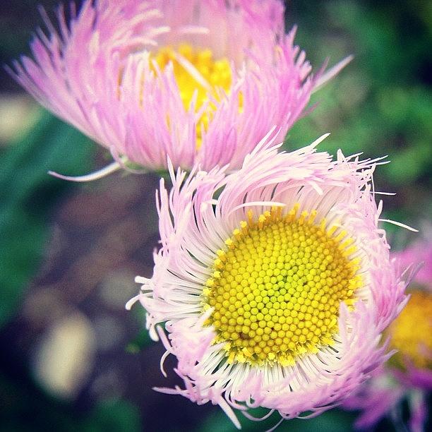 Flowers Still Life Photograph - #flower #6 by Tokyo Sanpopo