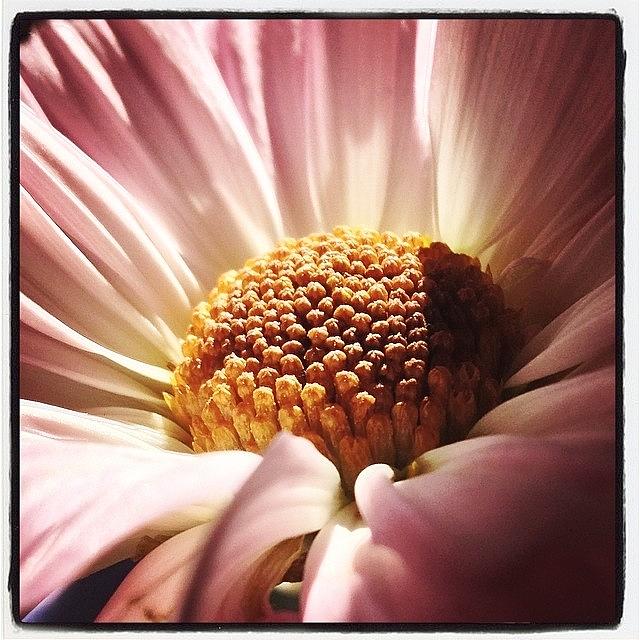Flower Photograph - #flowers #flower #flowerstagram #6 by Mike Valentine