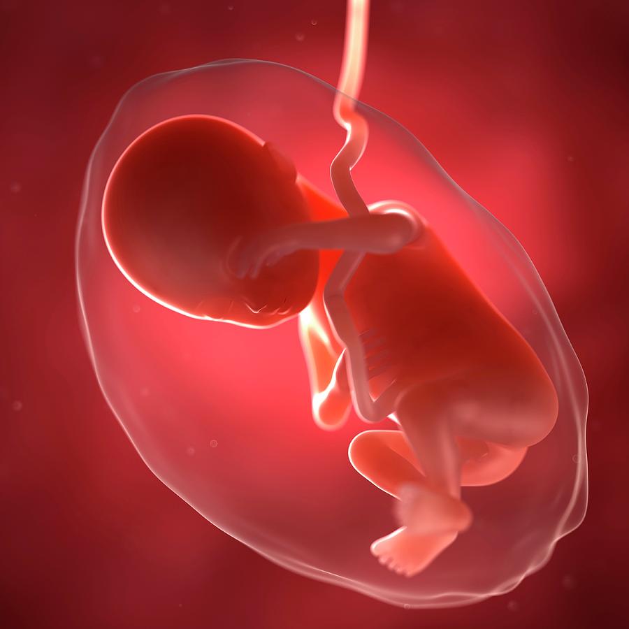 Эмбрион человека 28 недель