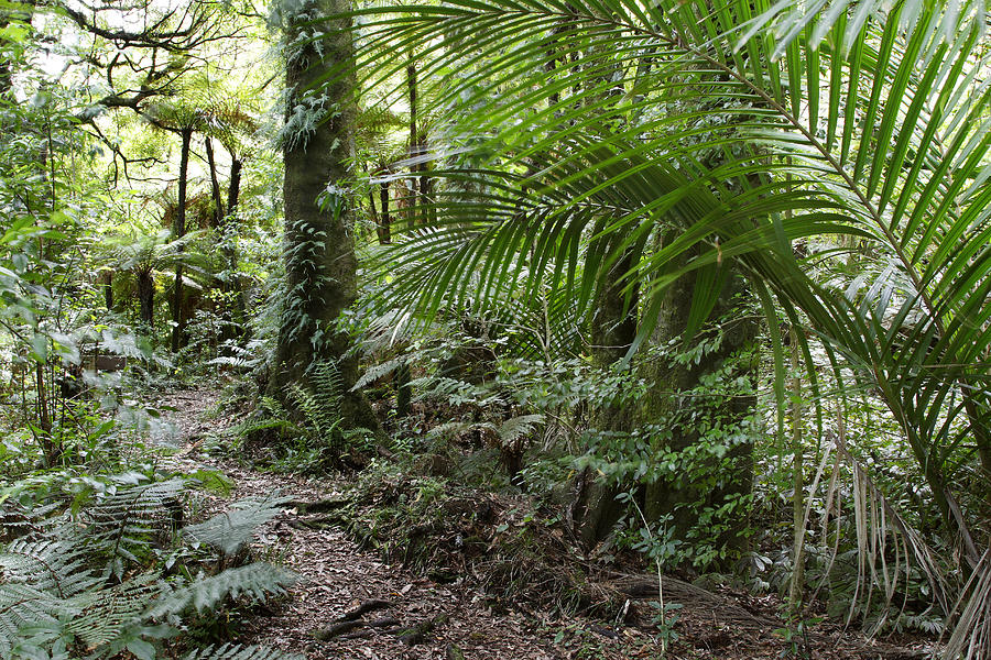 Jungle Photograph - Forest #6 by Les Cunliffe