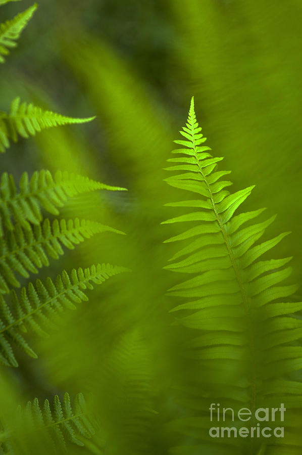 Forest setting with close-ups of ferns #6 Photograph by Jim Corwin