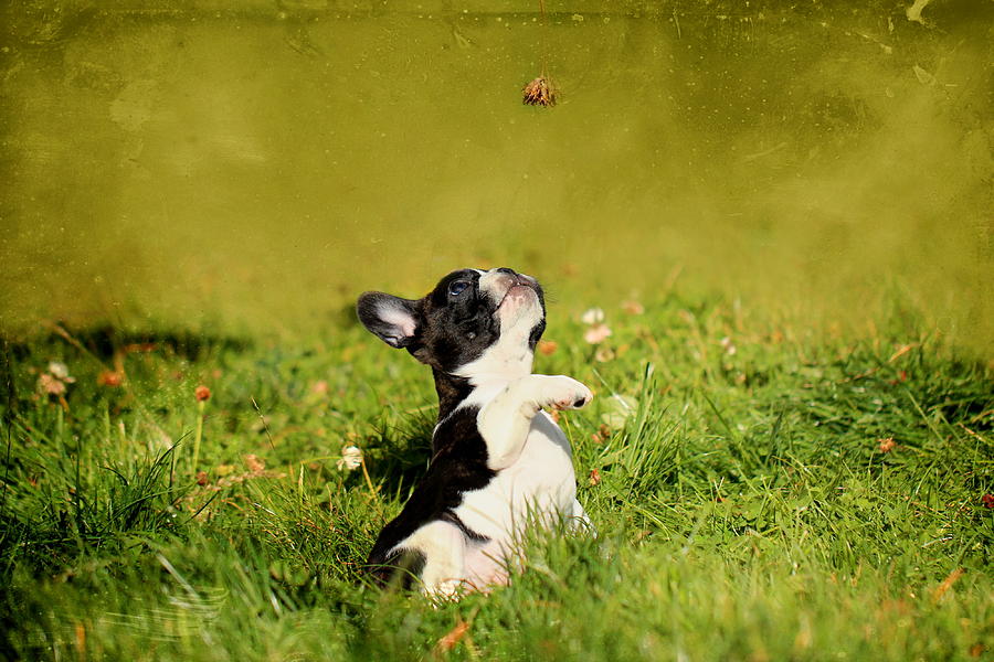 French Bulldogs Photograph - French Bulldoggs by Heike Hultsch French Bulldogs Photograph - French Bulldoggs by Heike Hultsch